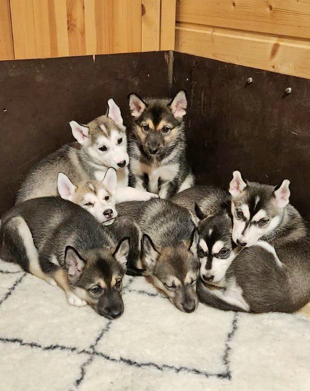 Des Cimes Du Léman - Siberian Husky - Portée née le 07/11/2024
